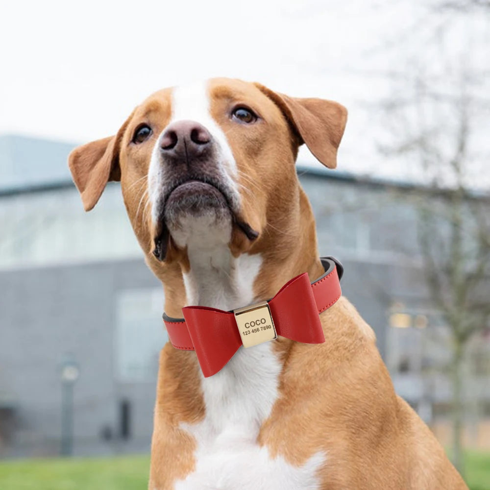 GoldenBow Collar